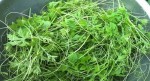 Bất ngờ với 4 loại nguyên liệu trị “HÔI NÁCH” vĩnh viễn chỉ dưới 2k