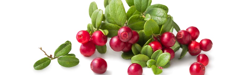 alpha-arbutin-chiet-xuat-tu-bearberry-mang-lai-hieu-qua-cao-gap-10-lan-thong-thuong